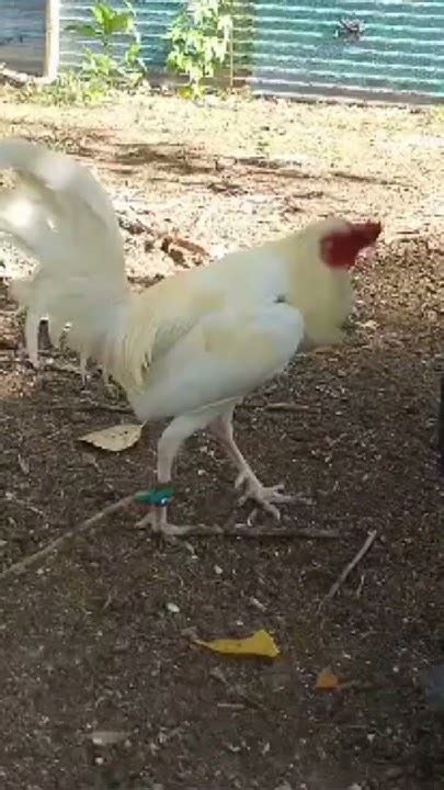TOP 10 GAMEFOWL BLOODLINE IN THE PHILIPPINES FOR .